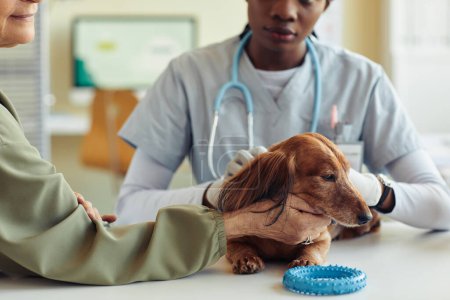 Téléchargez les photos : Gros plan de chien teckel mignon sur la table d'examen dans la clinique vétérinaire avec la femme âgée le tenant doucement - en image libre de droit