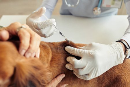 Photo for Close up of unrecognizable veterinarian vaccinating dog with injection syringe, copy space - Royalty Free Image