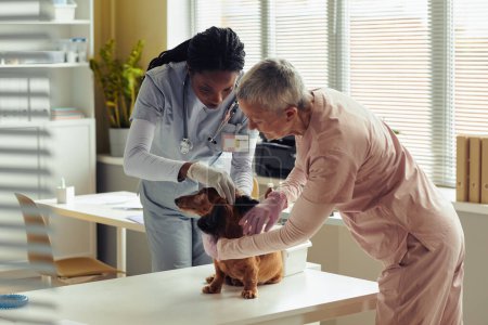 Photo for Portrait of two female veterinarians examining cute little dog at health check up in vet clinic, copy space - Royalty Free Image