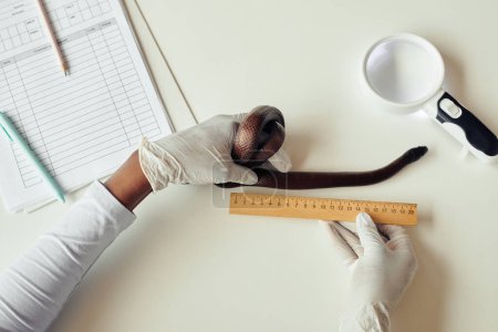 Photo for Close up of female veterinarian examining reptile in vet clinic with ruler in hand, copy space - Royalty Free Image