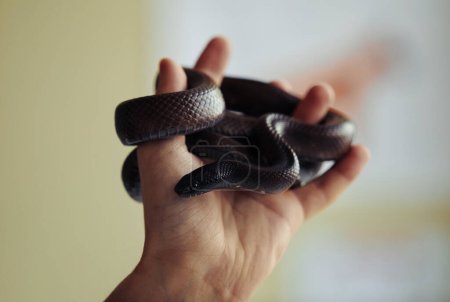 Téléchargez les photos : Gros plan de la main tenant petit serpent enroulé autour des doigts avec fond flou, espace de copie - en image libre de droit