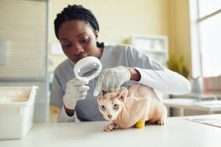 Téléchargez les photos : Portrait de chat sphynx aux yeux bleus dans une clinique vétérinaire regardant la caméra pendant le bilan de santé, espace de copie - en image libre de droit