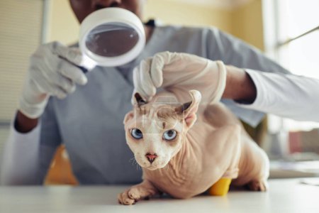 Foto de Primer plano retrato de gato esfinge de ojos azules en clínica veterinaria durante chequeo de salud, espacio de copia - Imagen libre de derechos