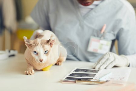 Foto de Primer plano de gato exótico esfinge mirando a la cámara mientras está sentado en la mesa de examen en la clínica veterinaria, espacio para copiar - Imagen libre de derechos