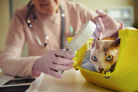 Photo for Close up of blue eyed cat in vet clinic with veterinarian examining ears using magnifying glass, copy space - Royalty Free Image