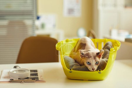 Foto de Retrato de gato de ojos azules sin pelo en el portador en la mesa de examen en la clínica veterinaria, revisión de salud de mascotas, espacio para copiar - Imagen libre de derechos