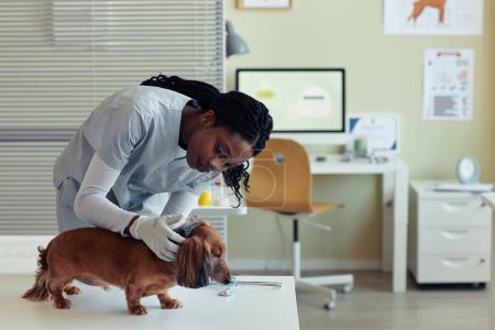 Photo for Side view portrait of young female veterinarian examining senior dog in vet clinic, pet health check up, copy space - Royalty Free Image