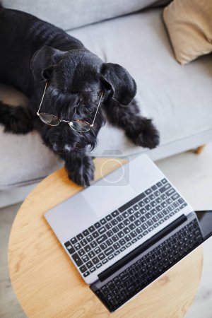 Téléchargez les photos : Vue grand angle du chien noir portant des lunettes pour la vision couché sur le canapé devant l'ordinateur portable - en image libre de droit