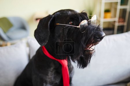 Téléchargez les photos : Schnauzer noir portant des lunettes et cravate rouge assis sur le canapé dans la chambre - en image libre de droit
