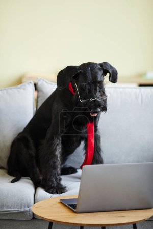 Téléchargez les photos : Chien dressé noir portant des lunettes et cravate assis sur le canapé et regardant la vidéo sur ordinateur portable dans le salon - en image libre de droit