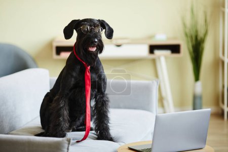 Foto de Retrato de schnauzer negro en anteojos y corbata roja sentado en el sofá y mirando la pantalla del ordenador portátil frente a él - Imagen libre de derechos
