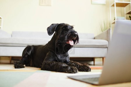 Photo for Black domestic schnauzer sticking out his tongue lying on floor and watching movie on laptop standing in front of him - Royalty Free Image