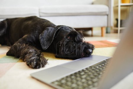 Photo for Close-up of black schnauzer resting on floor in living room in front of laptop computer - Royalty Free Image