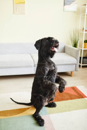 Photo for Domestic black dog standing on its back paws following commands in living room at home - Royalty Free Image