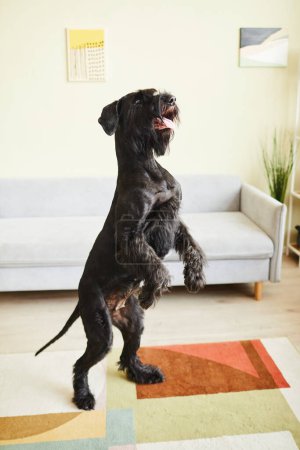 Foto de Negro schnauzer haciendo comandos de pie sobre sus patas traseras en la sala de estar - Imagen libre de derechos