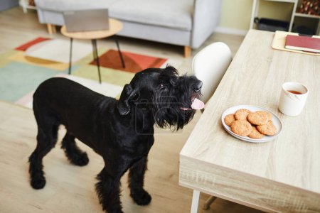 Photo for High angle view of trained black dog standing near the kitchen table and smelling biscuits on plate - Royalty Free Image