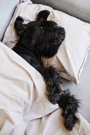 Foto de Vista de alto ángulo de schnauzer negro acostado en el sofá en la almohada debajo de la manta y el descanso - Imagen libre de derechos