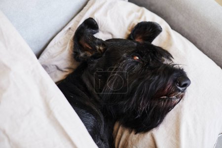 Téléchargez les photos : Vue grand angle de chien noir mignon dormant sur l'oreiller dans le lit et enveloppant avec une couverture, se sentent heureux dans le temps de détente - en image libre de droit