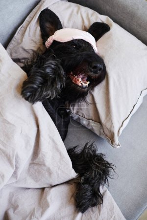 Téléchargez les photos : Vue grand angle de schnauzer noir couché sur le canapé sur sa place sous la couverture pendant le sommeil - en image libre de droit