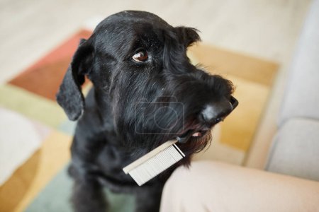 Téléchargez les photos : Gros plan de chien obéissant mignon donnant peigne à son propriétaire pour le brossage - en image libre de droit