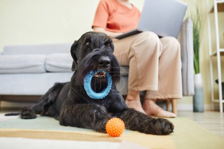 Photo for Black schnauzer lying on floor and playing toys while its owner working on laptop on sofa in background - Royalty Free Image