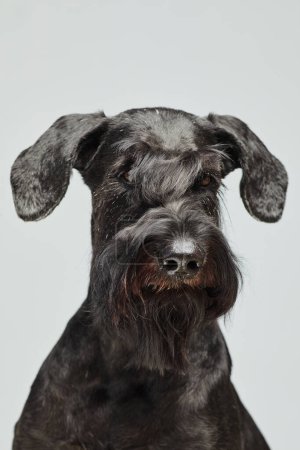 Téléchargez les photos : Portrait vertical de schnauzer noir avec une bonne coupe de cheveux sur fond blanc - en image libre de droit