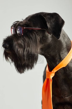 Téléchargez les photos : Vue latérale du chien noir de race en lunettes transparentes et cravate orange sur fond blanc - en image libre de droit