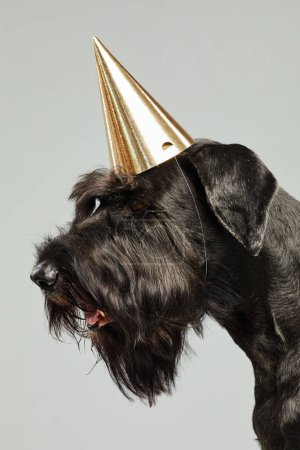 Téléchargez les photos : Gros plan du terrier noir dans le chapeau d'anniversaire de la fête sur fond blanc - en image libre de droit