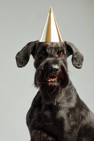 Foto de Retrato de lindo perro negro en sombrero de fiesta mirando a la cámara sobre fondo blanco - Imagen libre de derechos