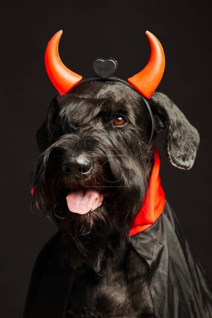 Téléchargez les photos : Portrait de schnauzer noir en cornes orange maléfiques posant sur fond noir - en image libre de droit