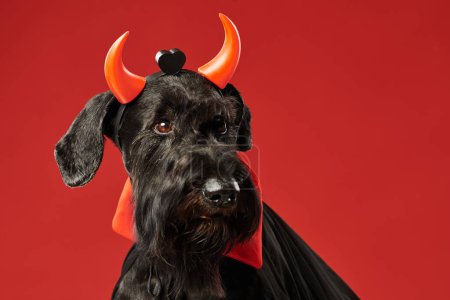 Téléchargez les photos : Portrait de schnauzer noir en costume de diable avec des cornes sur sa tête isolée sur fond rouge - en image libre de droit