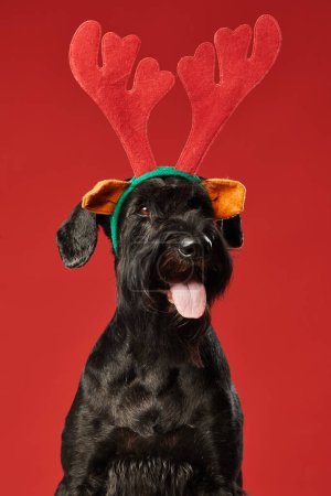 Téléchargez les photos : Portrait de chien drôle noir en costume de cerf regardant la caméra isolée sur fond rouge - en image libre de droit
