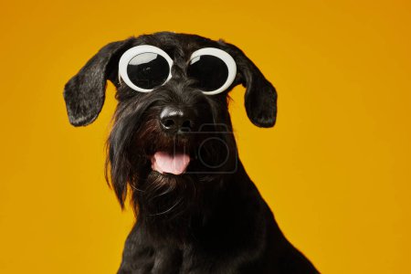 Téléchargez les photos : Portrait de chien noir domestique dans des lunettes de soleil élégantes se protégeant du soleil sur fond jaune - en image libre de droit
