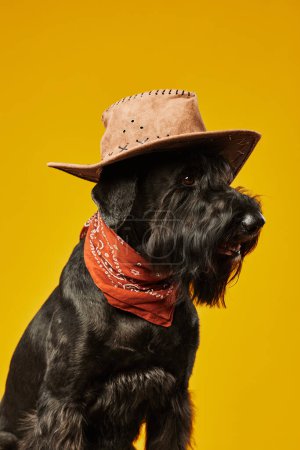 Foto de Retrato de perro schnauzer negro en sombrero de vaquero posando sobre fondo amarillo - Imagen libre de derechos