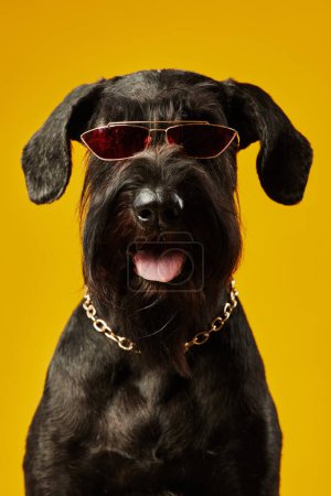 Foto de Retrato de terrier negro en gafas con estilo y cadena de oro en su cuello mirando a la cámara sobre fondo amarillo - Imagen libre de derechos