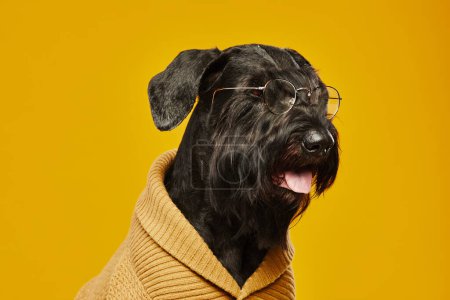 Téléchargez les photos : Portrait de schnauzer noir en lunettes portant un pull en laine assis sur fond jaune - en image libre de droit