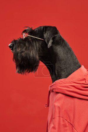 Téléchargez les photos : Vue latérale du chien schnauzer noir à capuche rouge assis sur fond rouge - en image libre de droit