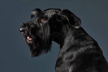 Foto de Retrato de perro adulto negro con piel brillante posando en la cámara sobre fondo negro - Imagen libre de derechos