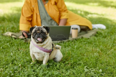 Téléchargez les photos : Portrait complet de chien chiot mignon assis sur l'herbe et regardant la caméra avec le propriétaire se détendre dans le parc en arrière-plan, espace de copie - en image libre de droit