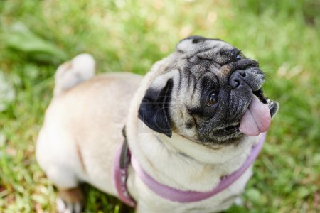 Photo for High angle portrait of cute pug dog sitting on green grass in park and looking up, copy space - Royalty Free Image