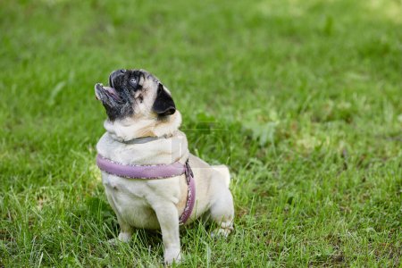 Foto de Vista lateral retrato de longitud completa de perro lindo pug sentado sobre hierba verde en el parque y mirando hacia arriba, espacio de copia - Imagen libre de derechos