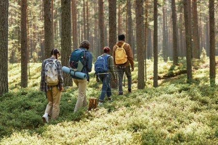 Téléchargez les photos : Vue arrière du groupe de personnes avec des sacs à dos marchant le long du sentier dans la forêt pendant leur randonnée - en image libre de droit