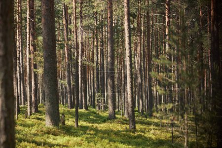 Foto de Imagen horizontal de bosque verde con pinos en verano - Imagen libre de derechos