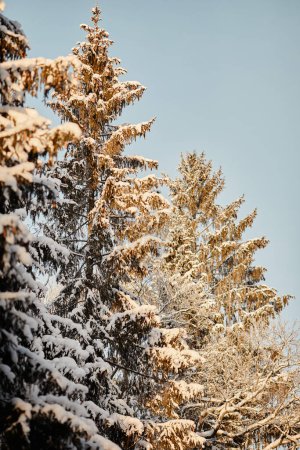 Photo for Vertical scenery image of tall pine trees covered in snow by sunlight, winter forest - Royalty Free Image