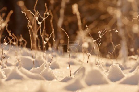Photo for Background image of undergrowth in winter forest, weeds sticking out under snow - Royalty Free Image