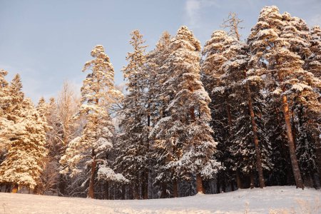 Photo for Background image of beautiful winter scenery with tall pine trees covered in snow, copy space - Royalty Free Image