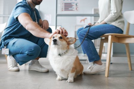 Photo for Cute fluffy welsh pembroke corgi dog enjoying cuddle of vet doctor sitting on squats in front of pet owner and consulting her in clinics - Royalty Free Image