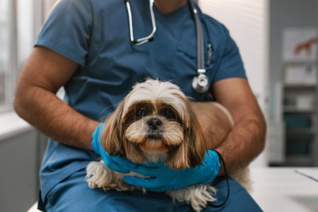 Foto de Primer plano de lindo yorkshire mullido terrier en poder de un joven veterinario profesional en guantes y uniforme azul sentado en el consultorio médico - Imagen libre de derechos