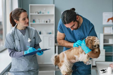 Photo for Young male vet doctor examining cute yorkshire terrier on medical table while his assistant in uniform making notes in document - Royalty Free Image