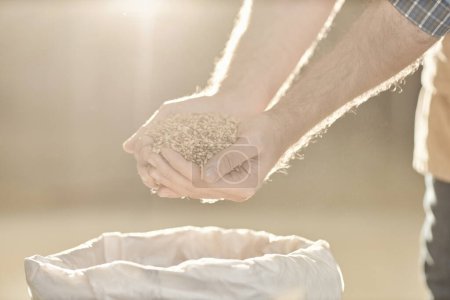 Foto de Primer plano de las manos masculinas vertiendo cultivos de trigo en una bolsa de arpillera a la luz del sol brumosa, fondo de la cervecería, espacio para copiar - Imagen libre de derechos